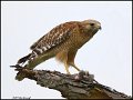 _1SB1779 red-shouldered hawk